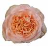 Rosa Gr Gar Candice!
