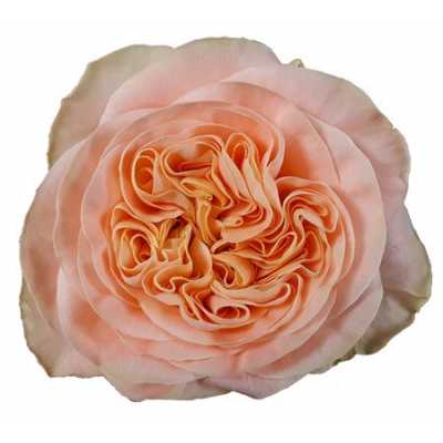 Rosa Gr Gar Candice!