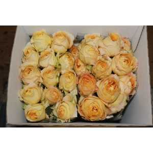 Rosa Gr Gar Caramel Antique