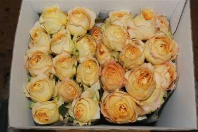Rosa Gr Gar Caramel Antique