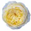 Rosa Gr Gar Cassandra