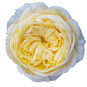 Rosa Gr Gar Cassandra