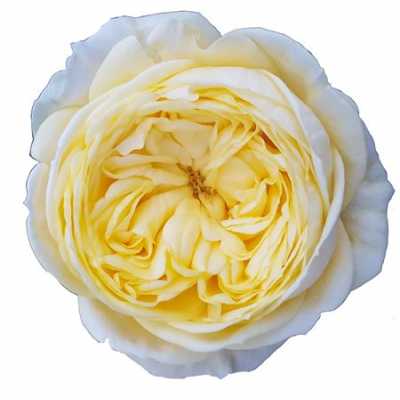 Rosa Gr Gar Cassandra