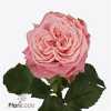 Rosa Gr Gar Country Girl