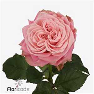 Rosa Gr Gar Country Girl
