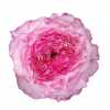 Rosa Gr Gar Country Lady