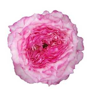 Rosa Gr Gar Country Lady