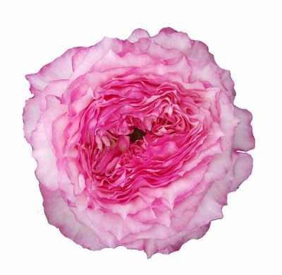 Rosa Gr Gar Country Lady