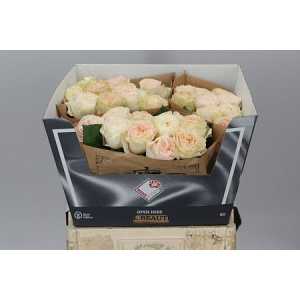 Rosa Gr Gar Elaine!