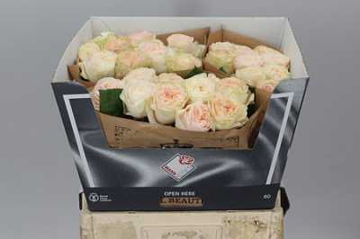 Rosa Gr Gar Elaine!