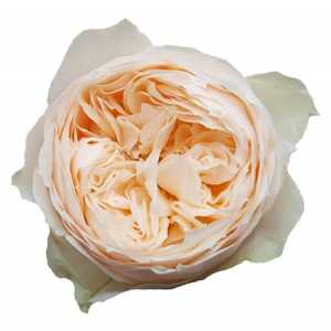 Rosa Gr Gar Emma Woodhouse