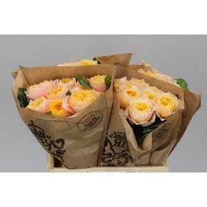 Rosa Gr Gar Golden Vuvuzela