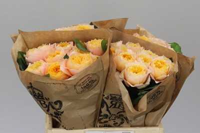 Rosa Gr Gar Golden Vuvuzela