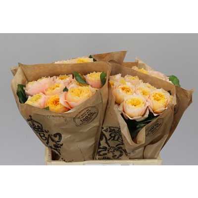 Rosa Gr Gar Golden Vuvuzela