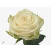 Rosa Gr Gar Juwena