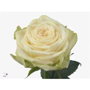 Rosa Gr Gar Juwena