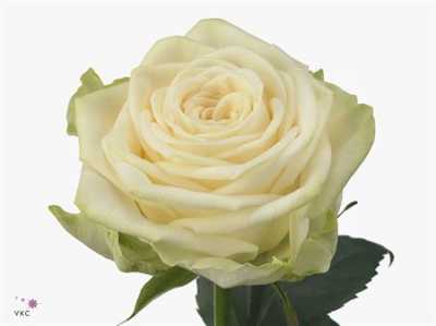 Rosa Gr Gar Juwena