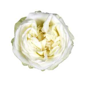 Rosa Gr Gar Lady Lindsey