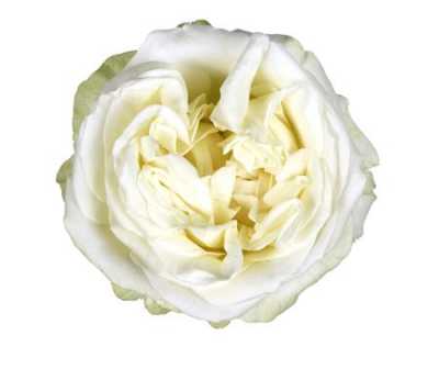 Rosa Gr Gar Lady Lindsey