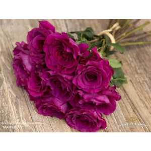 Rosa Gr Gar Mammy Blu