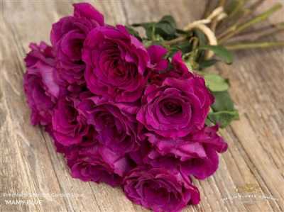 Rosa Gr Gar Mammy Blu