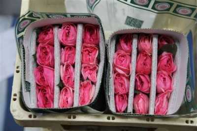 Rosa Gr Gar Maria Teresa
