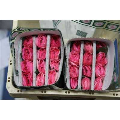 Rosa Gr Gar Maria Teresa