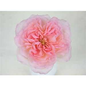 Rosa Gr Gar Mayra Pink