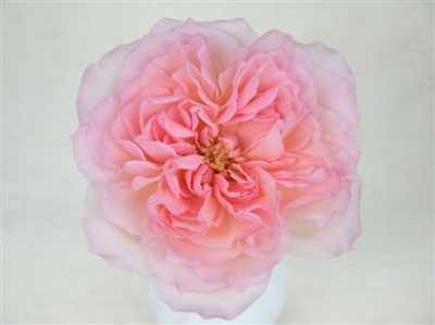 Rosa Gr Gar Mayra Pink