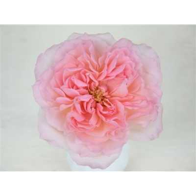 Rosa Gr Gar Mayra Pink