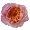 Rosa Gr Gar Metamorfose