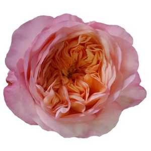 Rosa Gr Gar Metamorfose