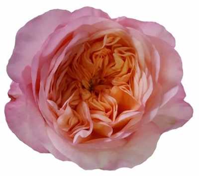 Rosa Gr Gar Metamorfose