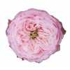 Rosa Gr Gar Northange Abbey