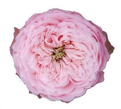 Rosa Gr Gar Northange Abbey