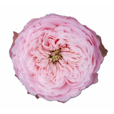 Rosa Gr Gar Northange Abbey