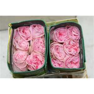 Rosa Gr Gar Pink O'hara