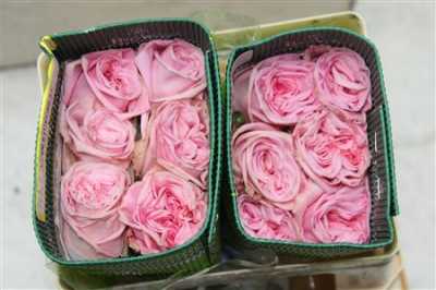Rosa Gr Gar Pink O'hara