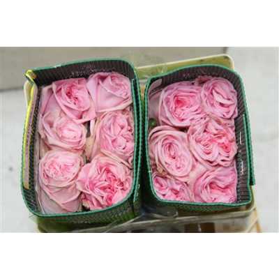 Rosa Gr Gar Pink O'hara