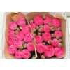 Rosa Gr Gar Pink Piano
