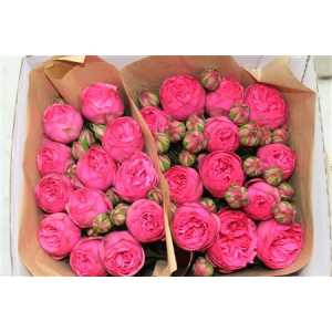 Rosa Gr Gar Pink Piano