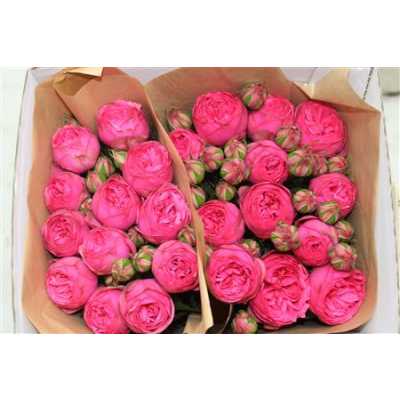 Rosa Gr Gar Pink Piano