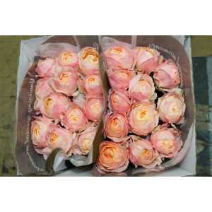Rosa Gr Gar Princes Aiko