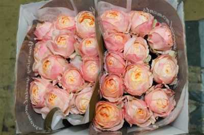 Rosa Gr Gar Princes Aiko