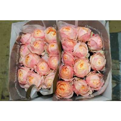Rosa Gr Gar Princes Aiko