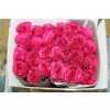 Rosa Gr Gar Princess Kishi