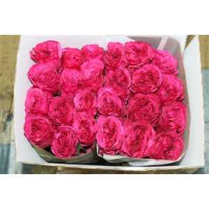 Rosa Gr Gar Princess Kishi