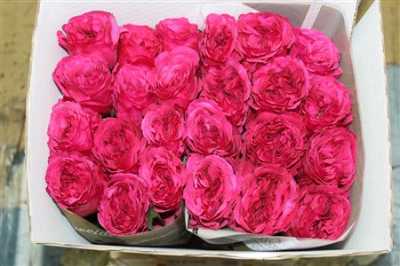 Rosa Gr Gar Princess Kishi
