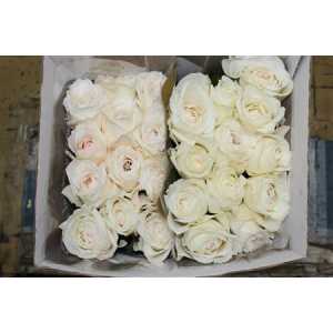 Rosa Gr Gar Princess Miyuki