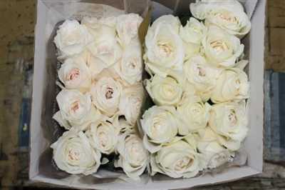 Rosa Gr Gar Princess Miyuki